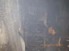 Cobra w jastrz�biu Zdr�j