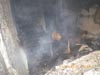 Cobra w jastrz�biu Zdr�j