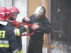 Cobra w jastrz�biu Zdr�j